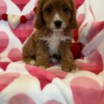 Carrot (cavapoo) 3