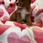 Carrot (cavapoo) 2