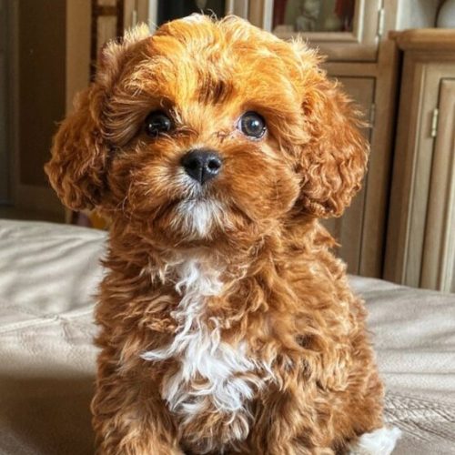 cavapoo-puppies-637637520883328774 (1)